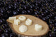 Fondants cire végétale fruités pour brule-parfum - L'Atelier Ginko